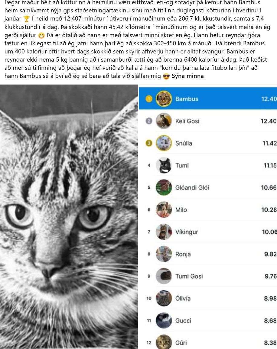 Bambus efstur á staðbundnum lista yfir virka ketti